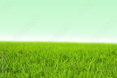 Photo of lawn or grassland. 芝生または草原の写真