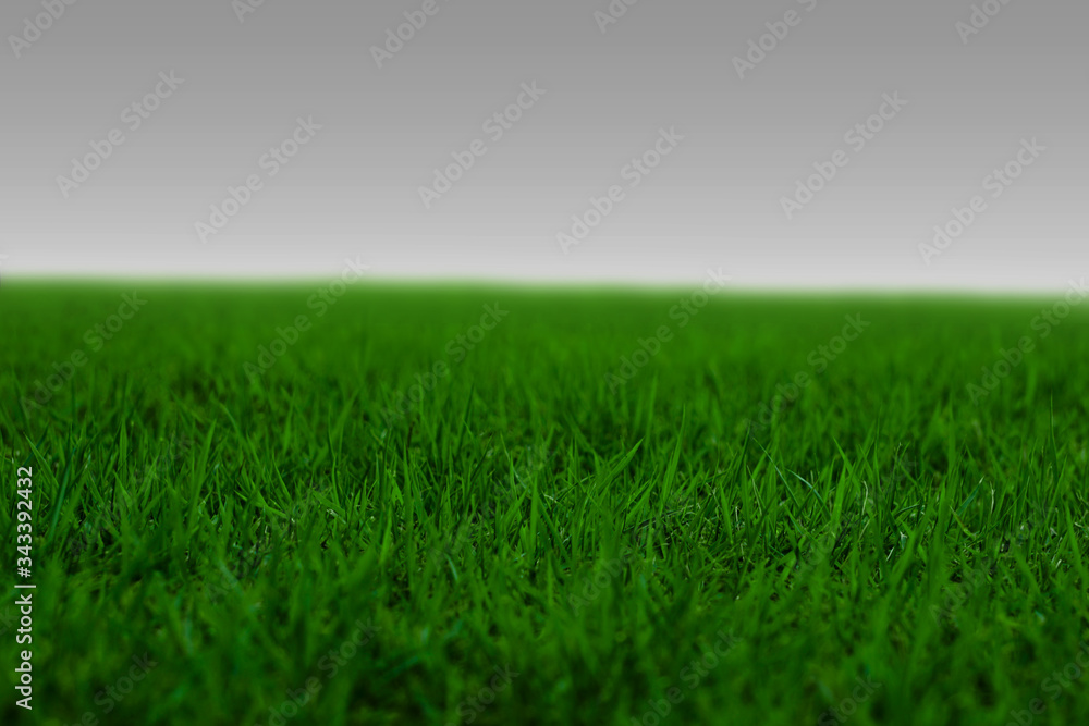 Photo of lawn or grassland.  芝生または草原の写真