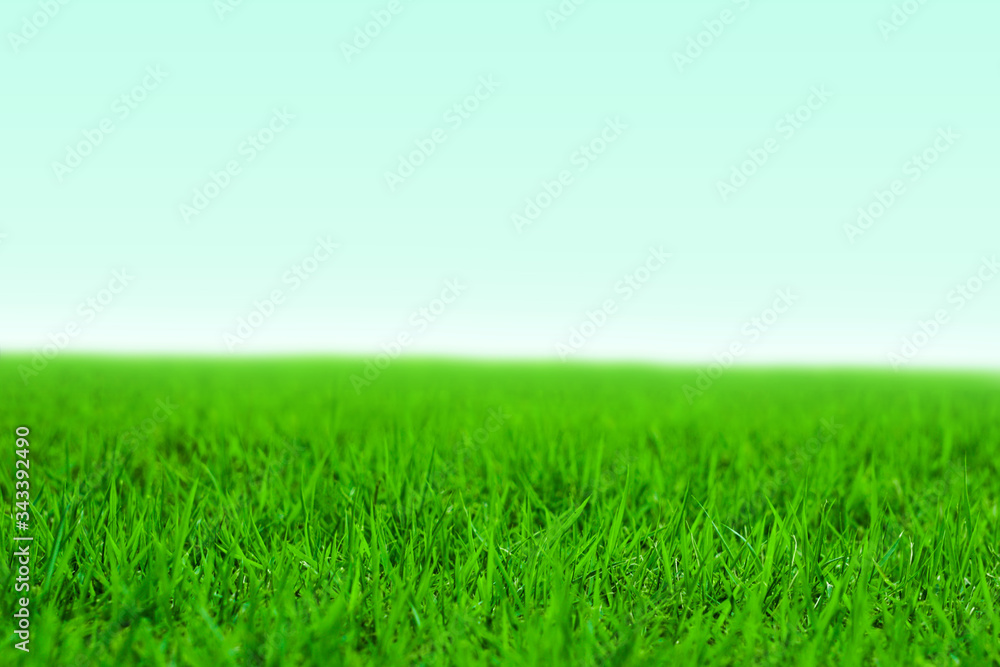 Obraz premium Photo of lawn or grassland. 芝生または草原の写真