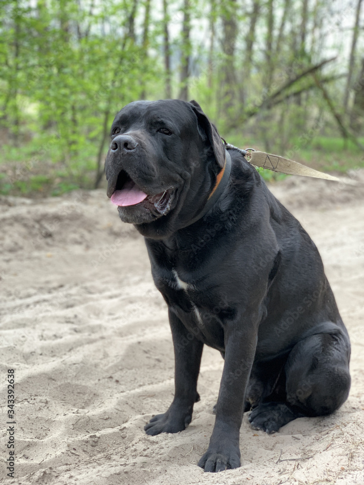 The black dog Cane Corso is sitting in a collar. Large thoroughbred dog on a leash. Walk with the dog in the park. The black dog Cane Corso is sitting in a collar. Large thoroughbred dog on a leash. Walk with the dog in the park.