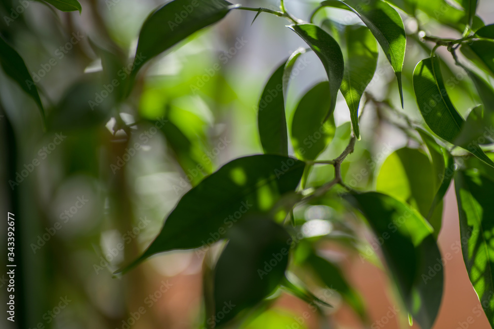 Green ficus leaves against the sky, macro, bokeh defocused Green ficus leaves against the sky, macro, bokeh defocused