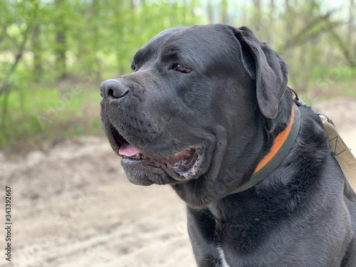 The black dog Cane Corso is sitting in a collar. Large thoroughbred dog on a leash. Walk with the dog in the park.