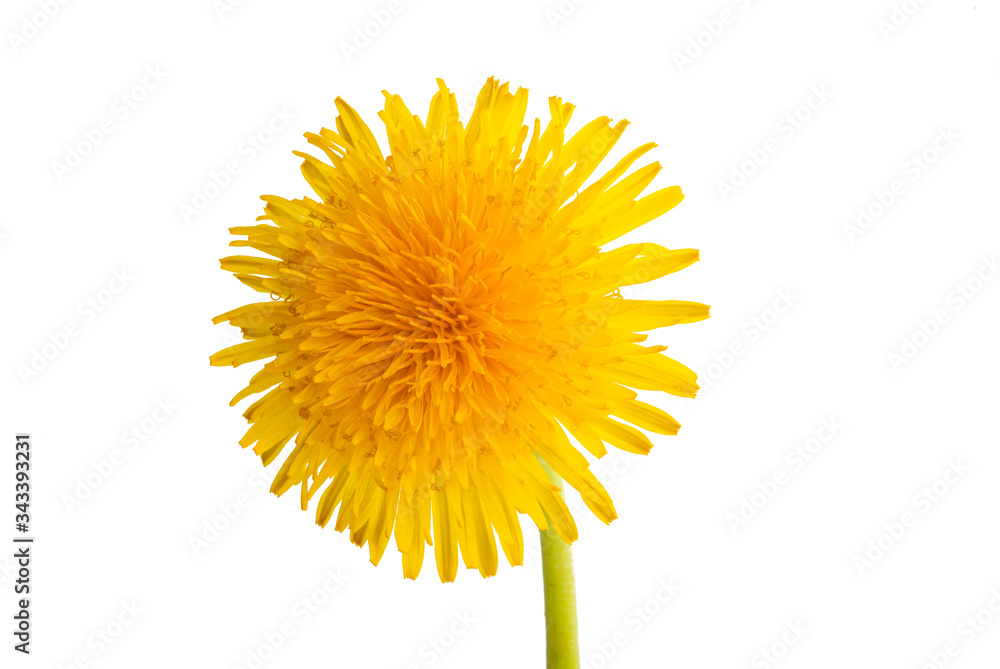 Fototapeta premium dandelion isolated