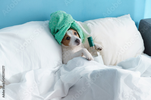 the dog is in bed with a bottle of wine. Stay at home. Funny jack russell terrier  © Anna Averianova
