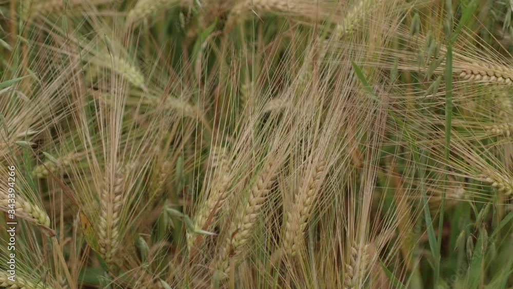 Close Up View Of Golden Wheat Stalks With Seeds Against Green Grass Close Up View Of Golden Wheat Stalks With Seeds Against Green Grass