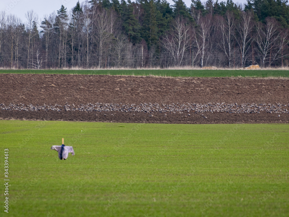 Obraz premium picture with birds on a plowed field, scarecrow in the foreground