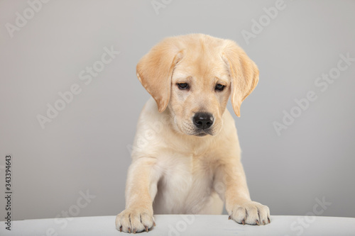 Cute adorable little golden labrador retriever puppy stands putting his front paws on flat horizontal surface. Idea for banner, sign, greeting card designing. Close up view on light grey background