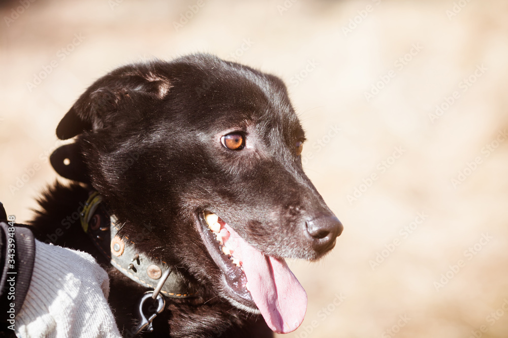 Clever dog, portrait of a black purebred dog