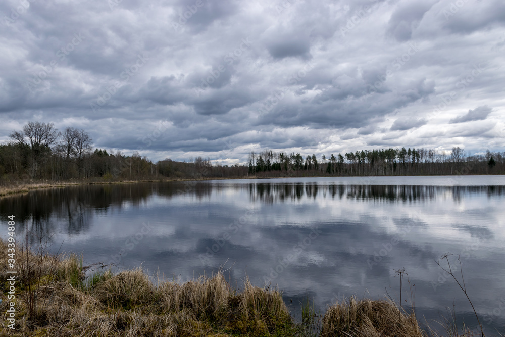 landscape with a swampy lake shore, swamp birches, dry grass and reeds, cloudy day