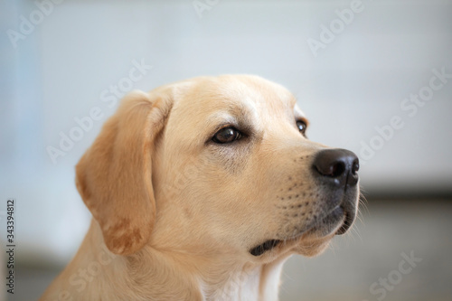 Close up portrait of beautiful golden labrador retriever dog outdoors on blurred background. Dogs, friendship, faith, waiting for command, training