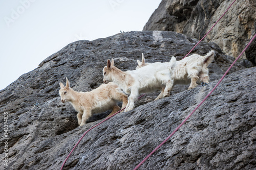 three little goats climbed a mountain where climbers hang ropes