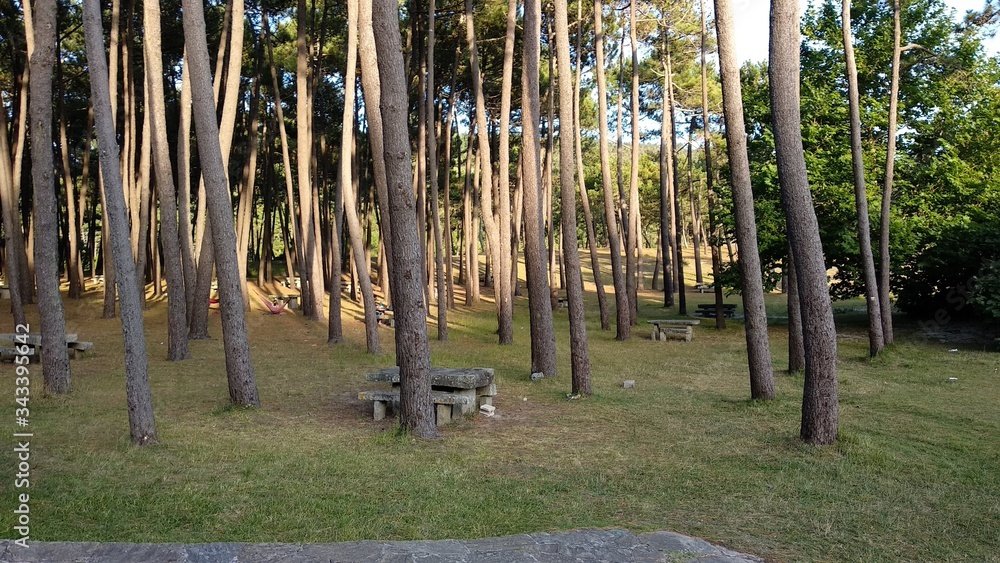 Fototapeta premium clean forest with benchs and tables in it