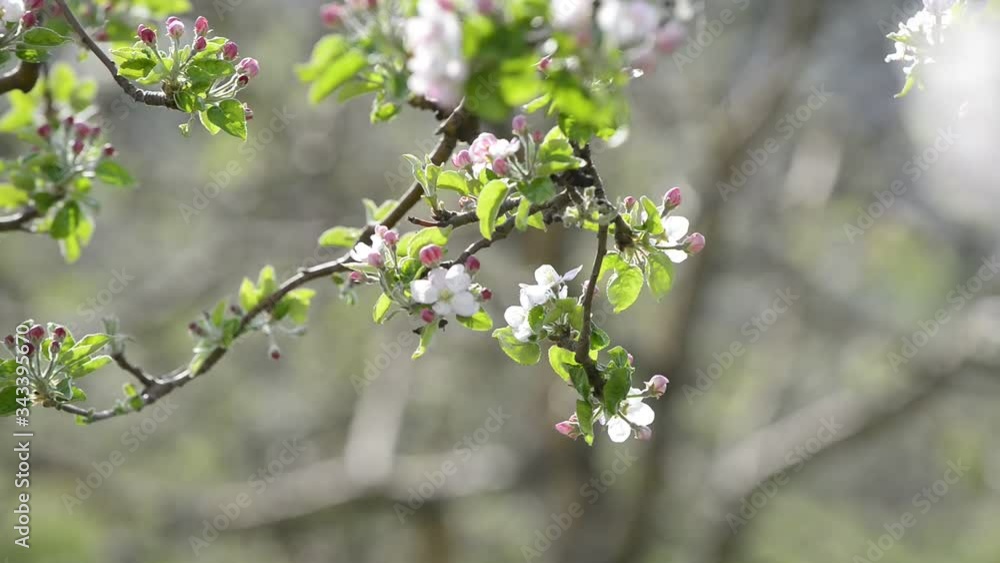 blossoms on an apple tree blossoms on an apple tree