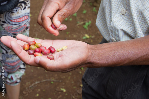 Freshly picked red coffee beans in their shell