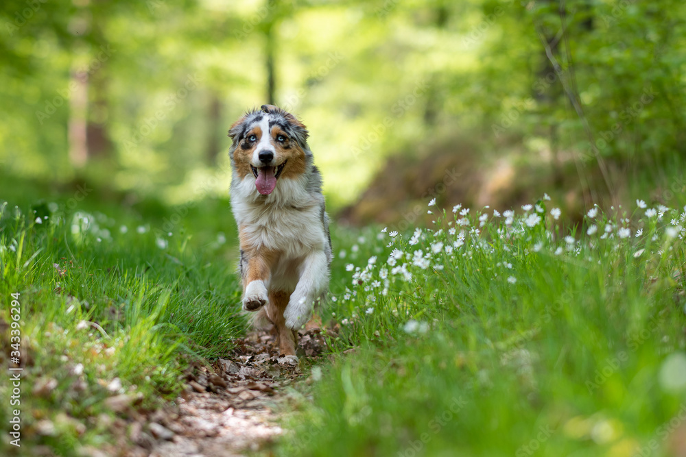 Australian Shepherd dog jumping trough flowers on path