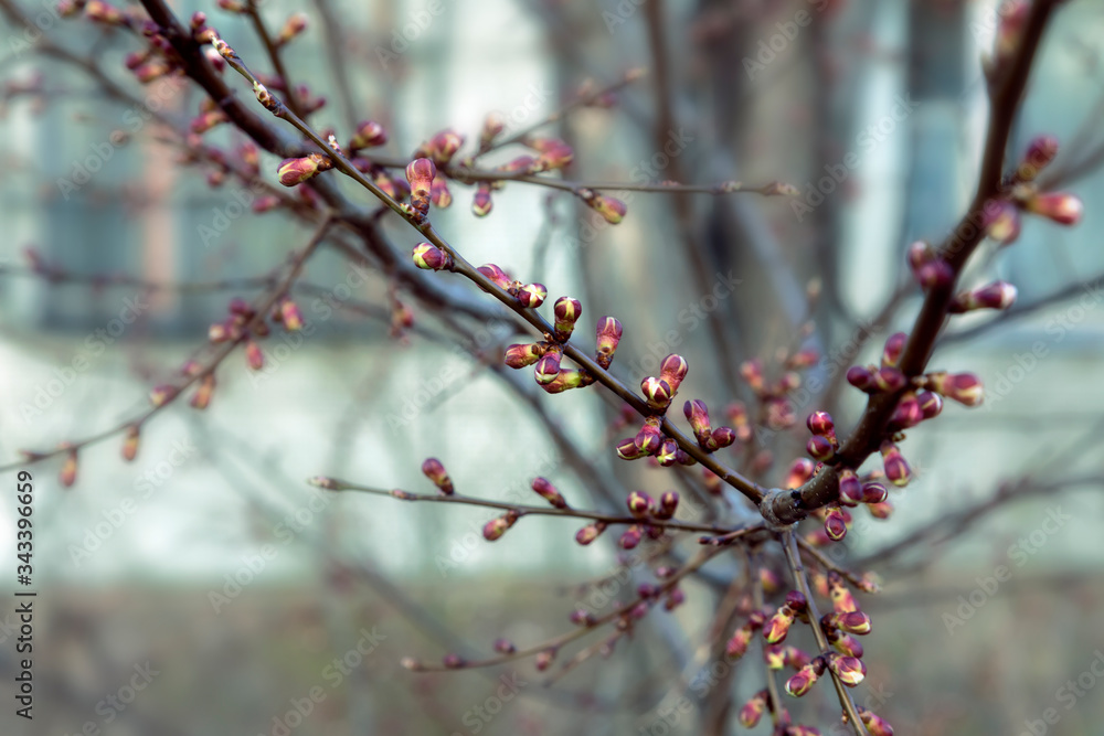 Apricot blossom Not blooming buds on a branch of an apricot tree. Selective focus. Blurred background. Apricot blossom Not blooming buds on a branch of an apricot tree. Selective focus. Blurred background.