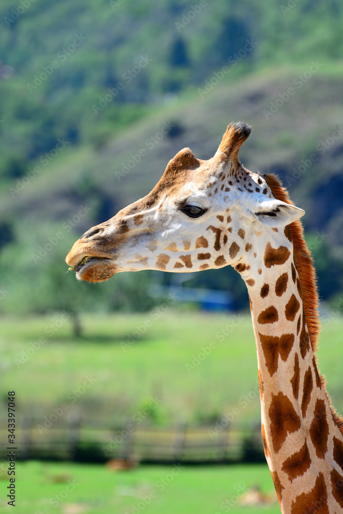 Beautiful African giraffe on the savannah Beautiful African giraffe on the savannah