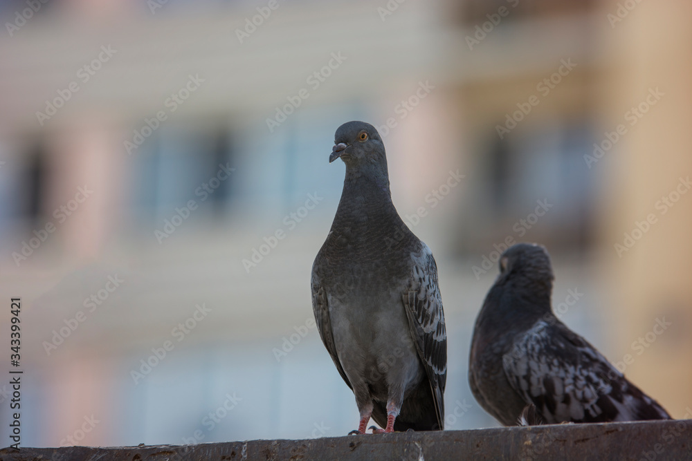 Pigeon posing for camera in city center Pigeon posing for camera in city center
