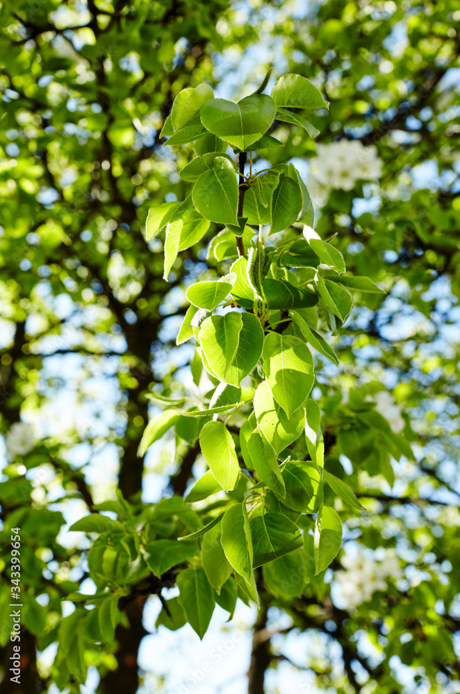 Beautiful white apple or pear blossom.Flowering apple/pear tree.Fresh spring background on nature outdoors.Soft focus image of blossoming flowers in spring time.For easter and spring greeting cards Beautiful white apple or pear blossom.Flowering apple/pear tree.Fresh spring background on nature outdoors.Soft focus image of blossoming flowers in spring time.For easter and spring greeting cards