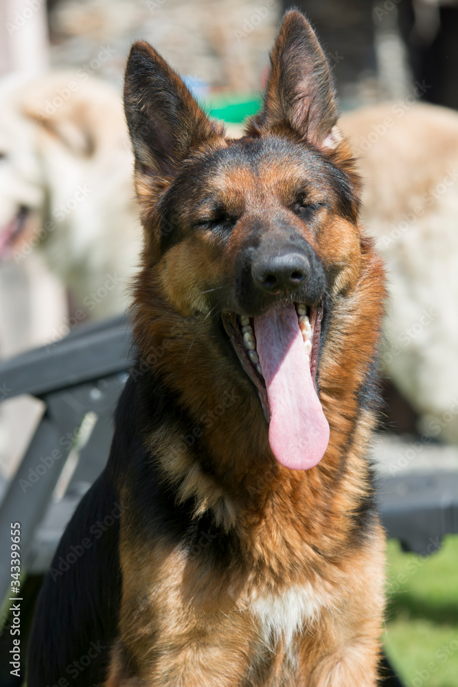 Portrait of a beautiful German shepherd dog Portrait of a beautiful German shepherd dog