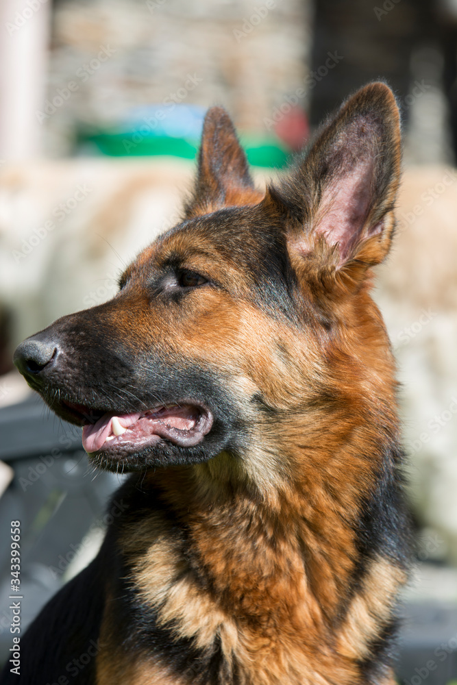 Portrait of a beautiful German shepherd dog Portrait of a beautiful German shepherd dog