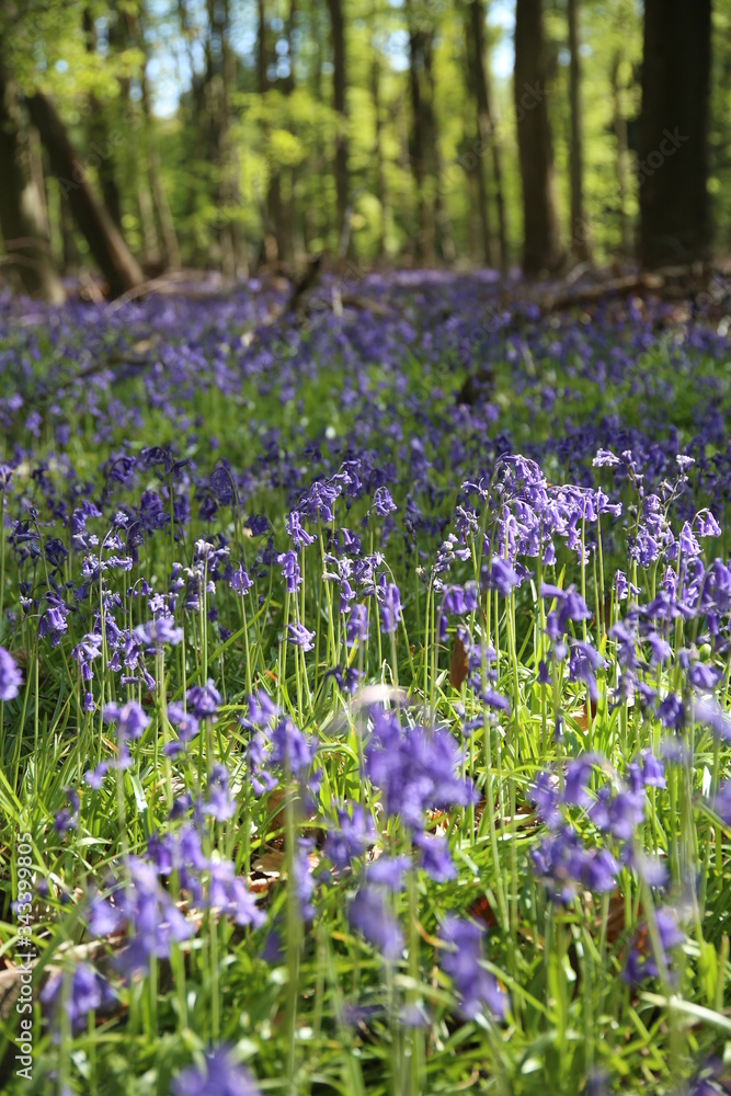 Naklejka premium Bluebells in Woodland
