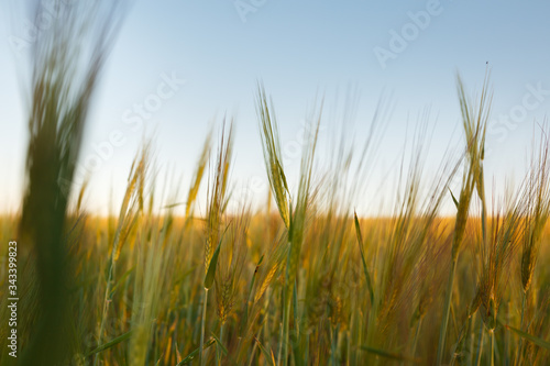 young Ear Wheat on green background