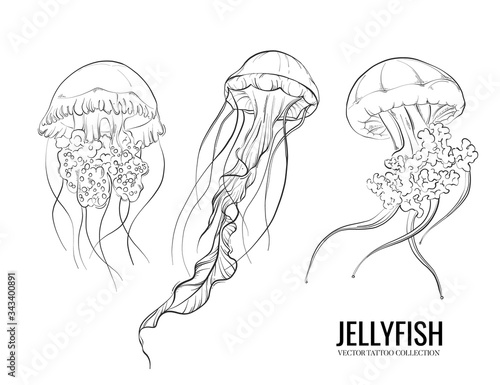 Jellyfish outline hand-drawn doodle marine sketch, underwater jelly fish illustration, medusa line art drawing  animal , tattoo sketch. Ocean set