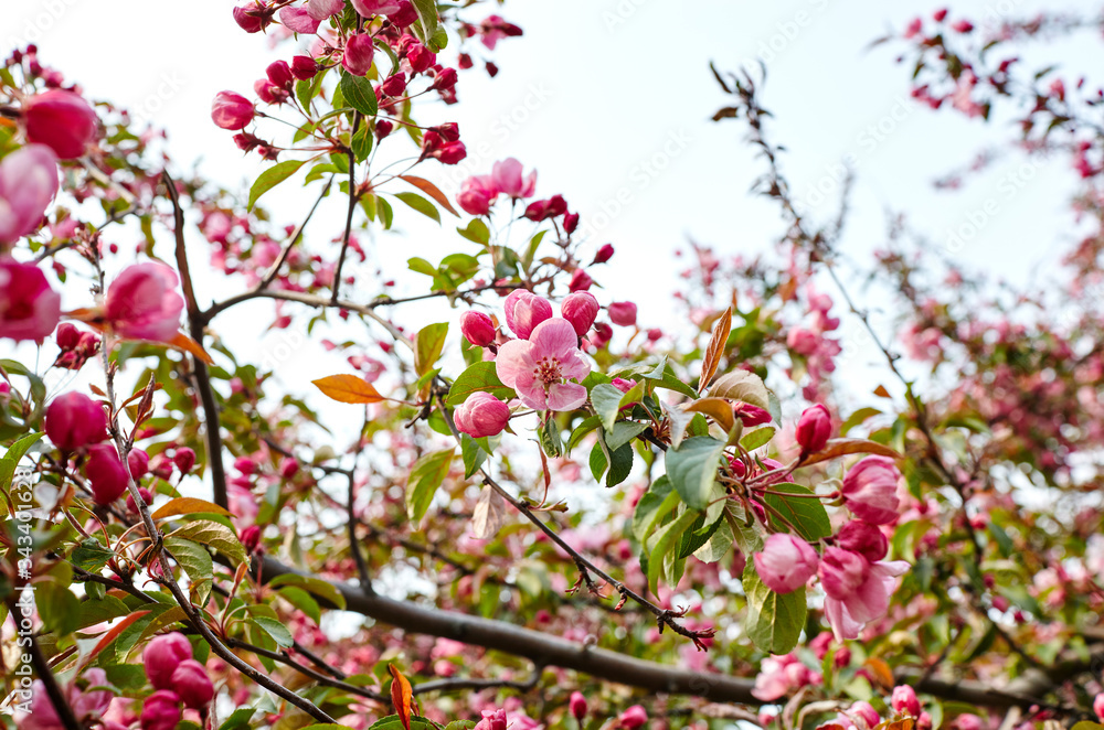 Fototapeta premium Blossoming red flowers and leaves of the paradise apple trees.Flowering apple tree.Fresh spring background on nature outdoors.For easter and spring greeting cards