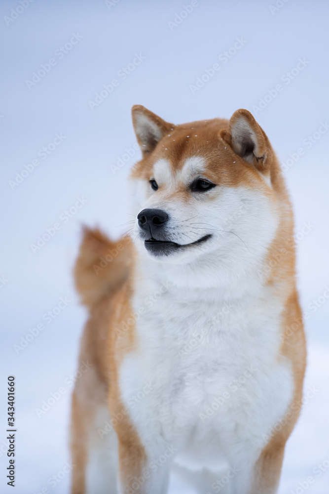 Beautiful portrait of a Shiba dog in the snow. The photo is of good quality.