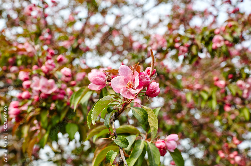 Blossoming red flowers and leaves of the paradise apple trees.Flowering apple tree.Fresh spring background on nature outdoors.For easter and spring greeting cards Blossoming red flowers and leaves of the paradise apple trees.Flowering apple tree.Fresh spring background on nature outdoors.For easter and spring greeting cards