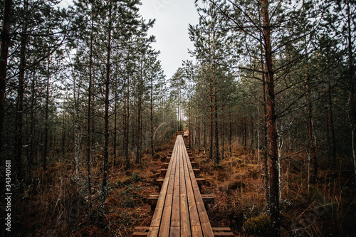 Wooden pathway in the forest