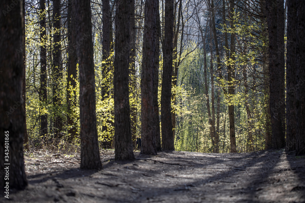 Obraz premium Empty road trail in spring park