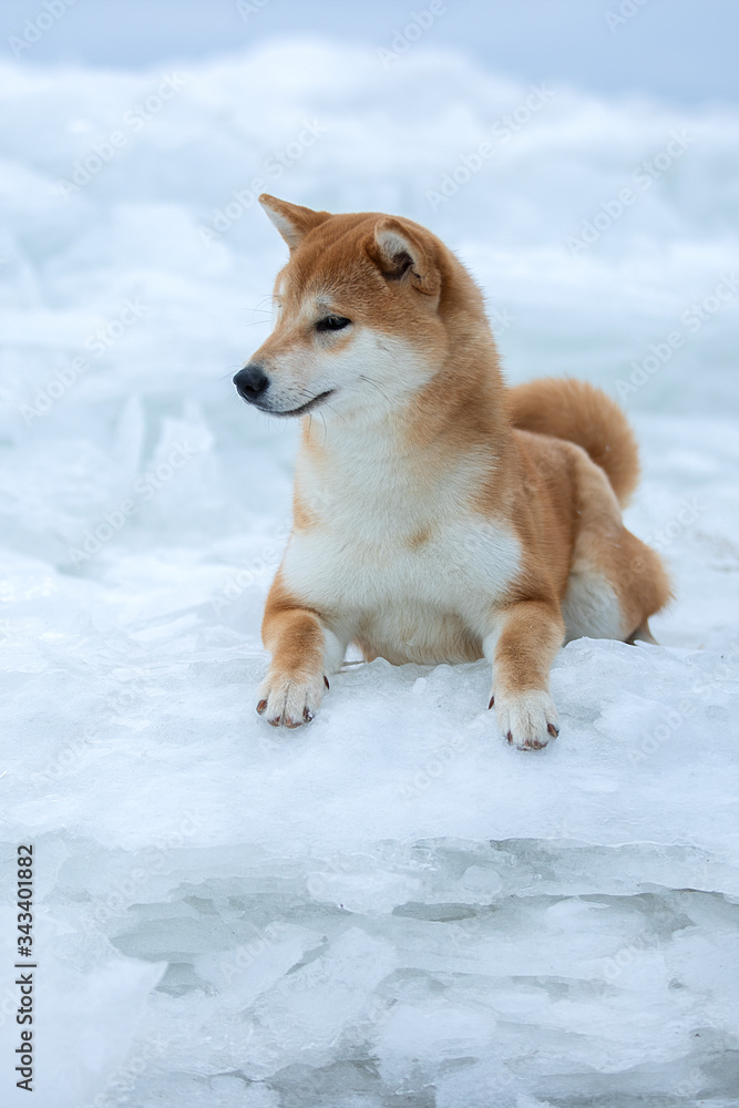 Beautiful portrait of a Shiba dog in the snow. The photo is of good quality.