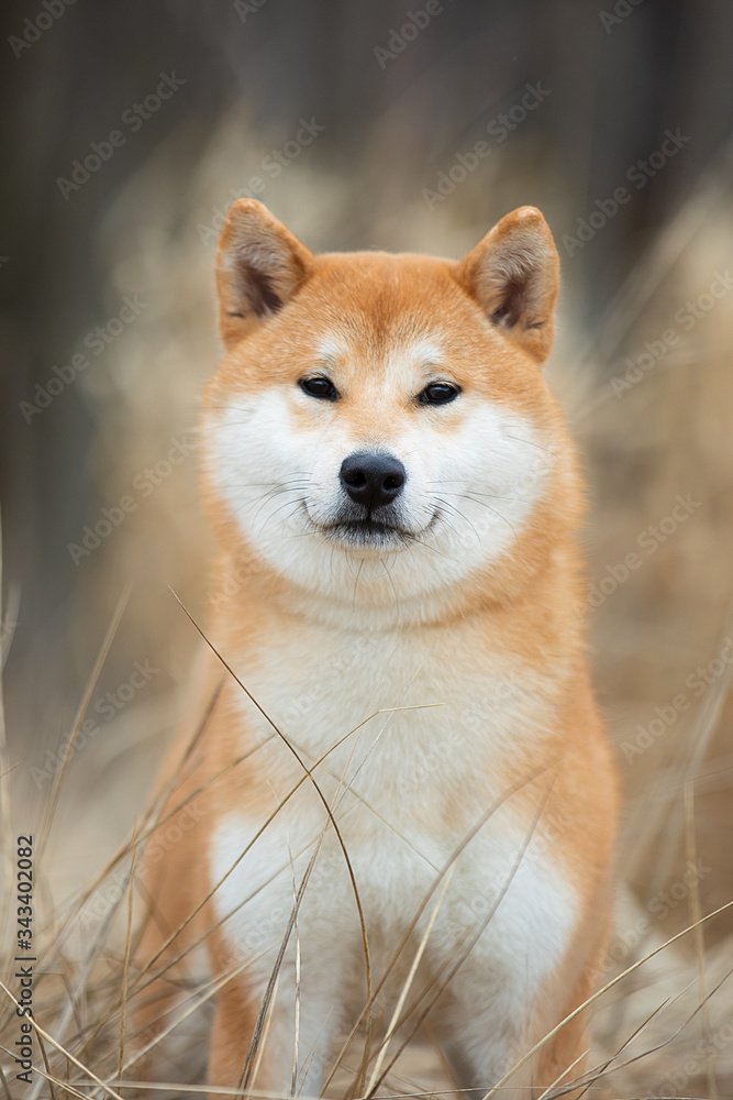 Beautiful portrait of a Shiba dog in the autumn grass. The photo is of good quality.