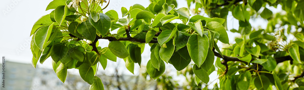 Obraz premium Beautiful green pear leaves on branch.Flowering pear tree.Fresh spring background on nature outdoors