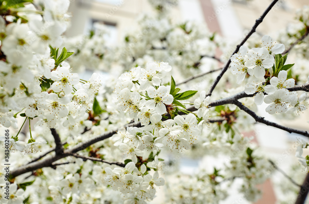 Obraz premium Beautiful white cherry blossom.Flowering cherry tree.Fresh spring background on nature outdoors.Soft focus image of blossoming flowers in spring time.For easter and spring greeting cards