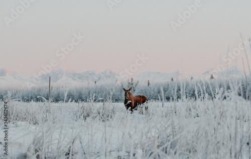 Moose in Field