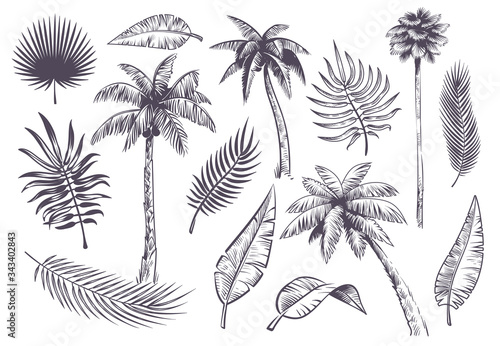 Sketch palm trees and leaves. Hand drawn tropical palms and leaf, black line silhouette exotic plants hawaii natura, engraving vector set