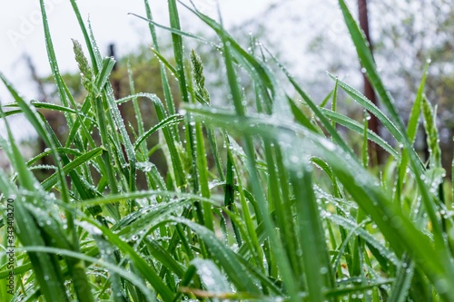Green fresh grass after rain. Raindrops on the blades of grass. For a site about weather, nature, seasons, natural phenomena, art, agriculture. © sheris9