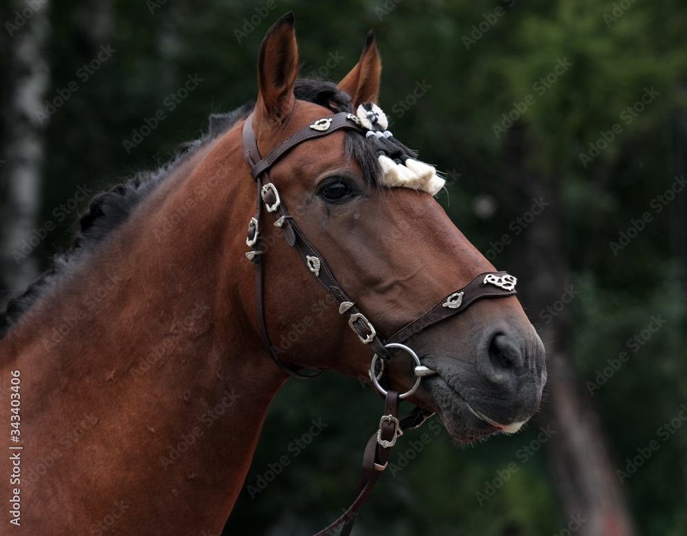 Andalusian bay horse portrait in nature background