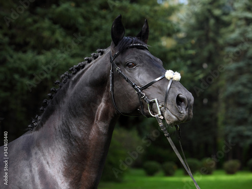 Andalusian black horse portrait in nature background