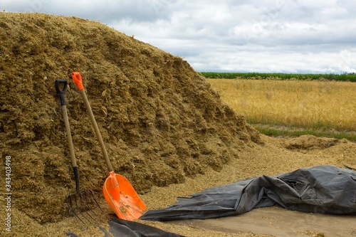 A pile of corn straw with sawdust.Bedding for cows in the barn.Shovel and pitchfork for loading. Site about a dairy farm,caring for cows,agriculture. photo