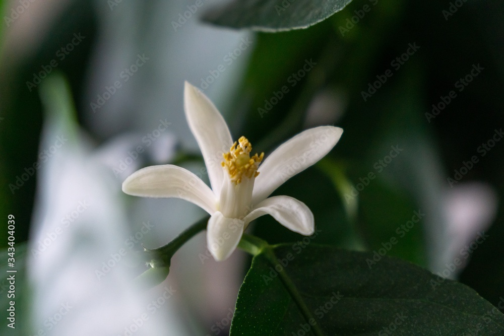 Detail to the white lemon tree flowers and it's pollen stamins. Slovakia Detail to the white lemon tree flowers and it's pollen stamins. Slovakia