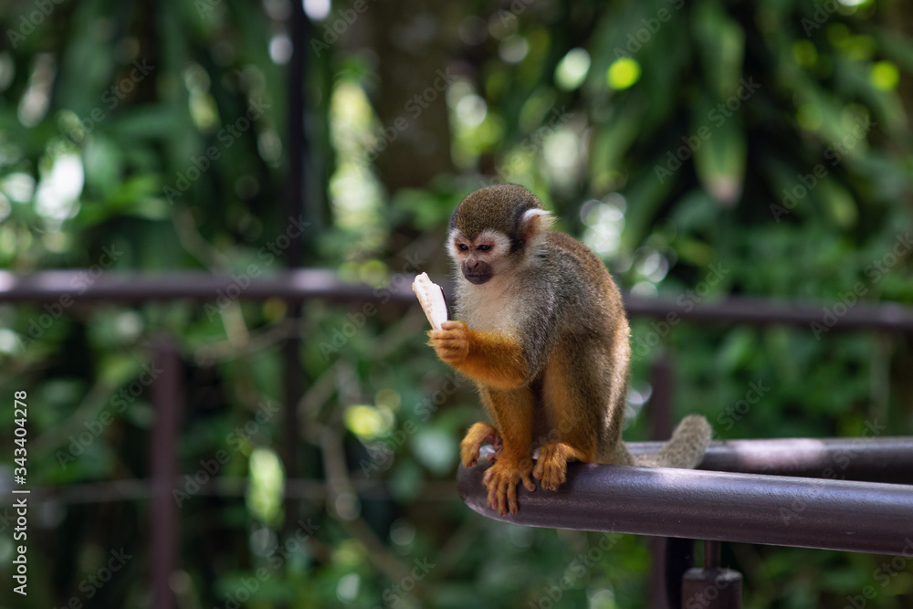 Fototapeta premium Cute little monkey eats vegetable. Monkey is unhappy that she was given eggplant. Dislike for vegetables. Monkey with funny emotions.