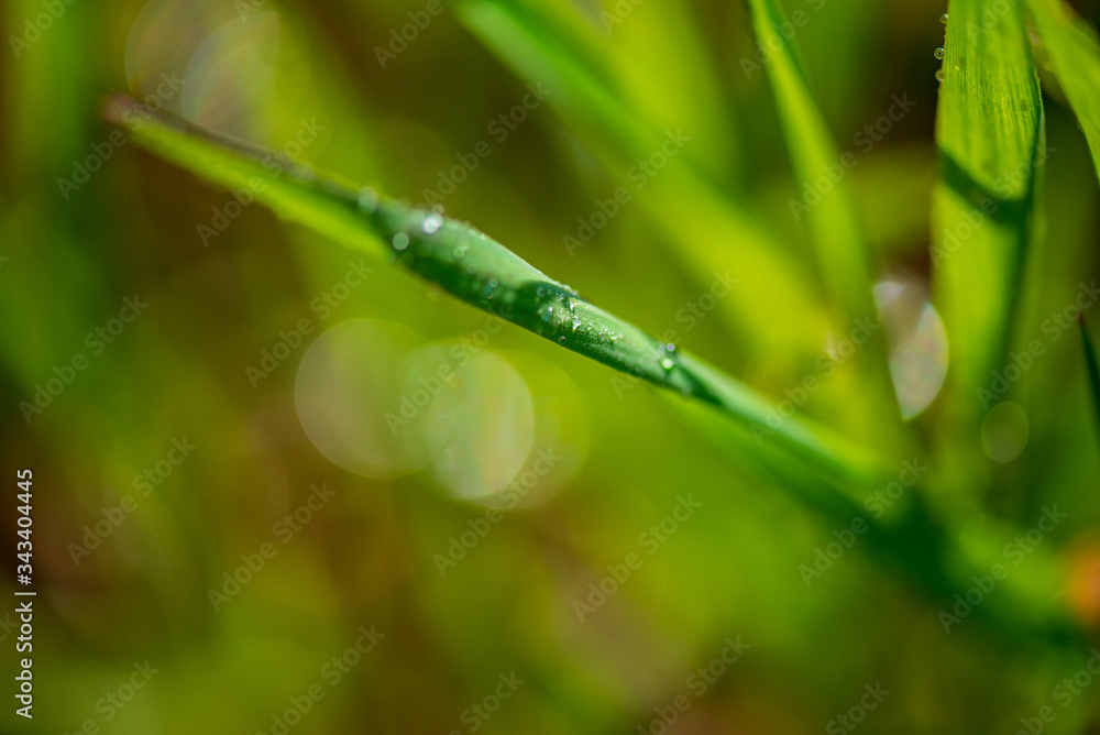 Drops of dew on the green grass. Photographed close-up with a blurred background. Drops of dew on the green grass. Photographed close-up with a blurred background.