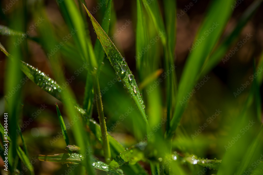 Drops of dew on the green grass. Photographed close-up with a blurred background. Drops of dew on the green grass. Photographed close-up with a blurred background.