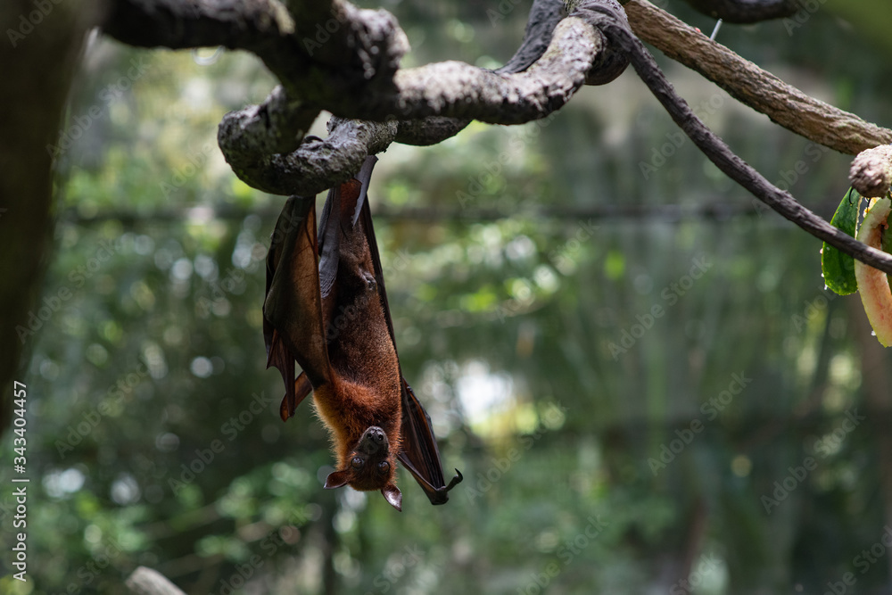 Cute flying fox hanging on a tree branch. Bat with a funny face. Wild animal in the wild. Zoo with good conditions