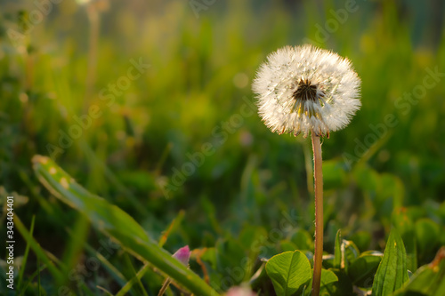 Blowball on a green meadow