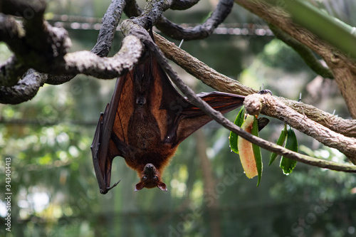 Cute flying fox hanging on a tree branch. Bat with a funny face. Wild animal in the wild. Zoo with good conditions